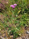 genus Centaurea. Цветущее растение. Сербия, национальный парк Тара, плоскогорье Равна Тара, западный берег оз. Заовине, сухой луговой склон. 11.07.2019.