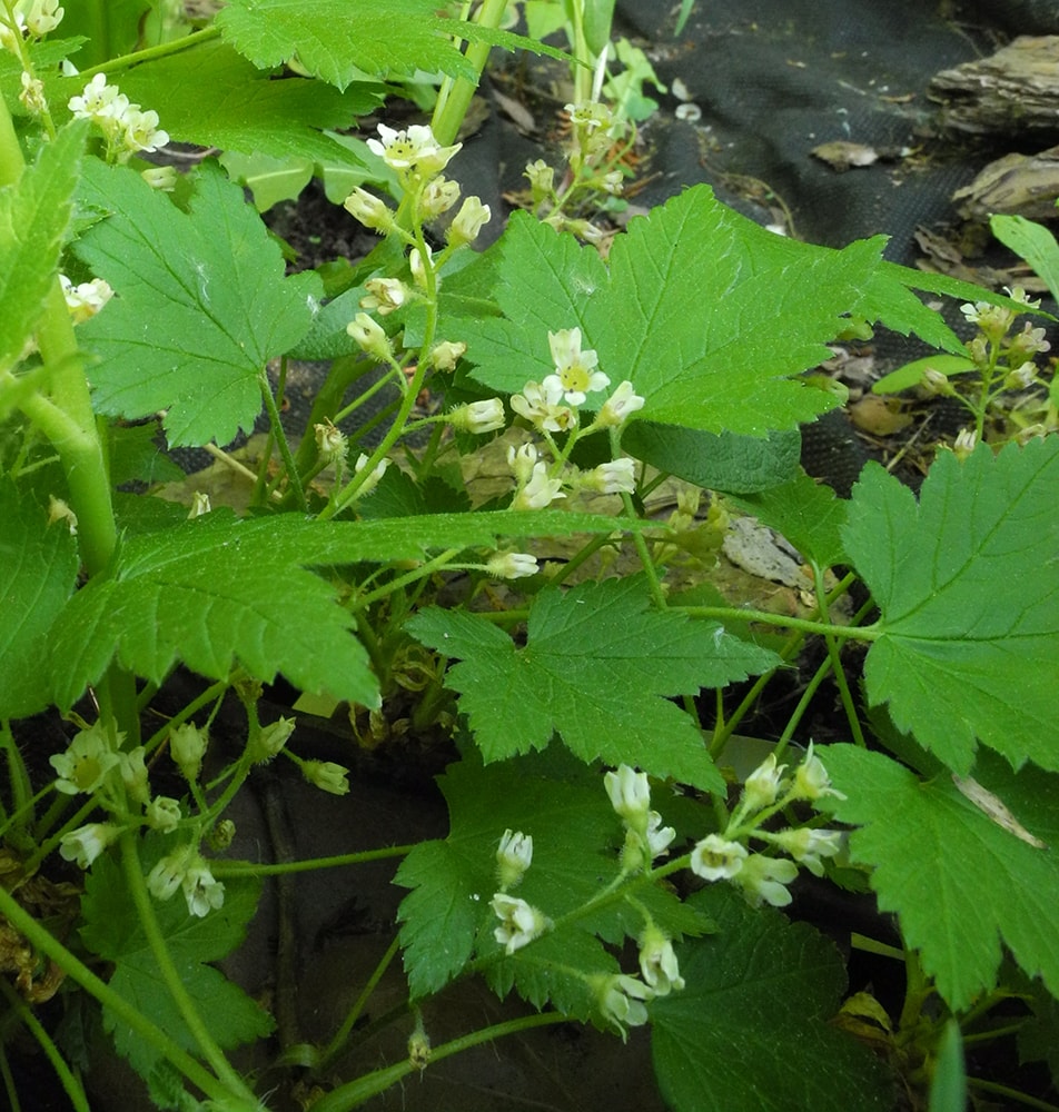 Image of Ribes glandulosum specimen.