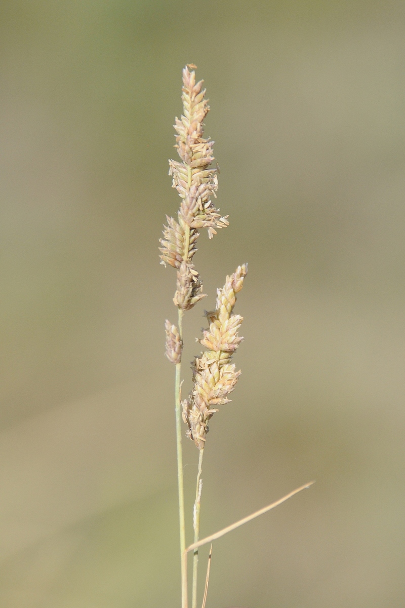 Изображение особи Aeluropus littoralis.