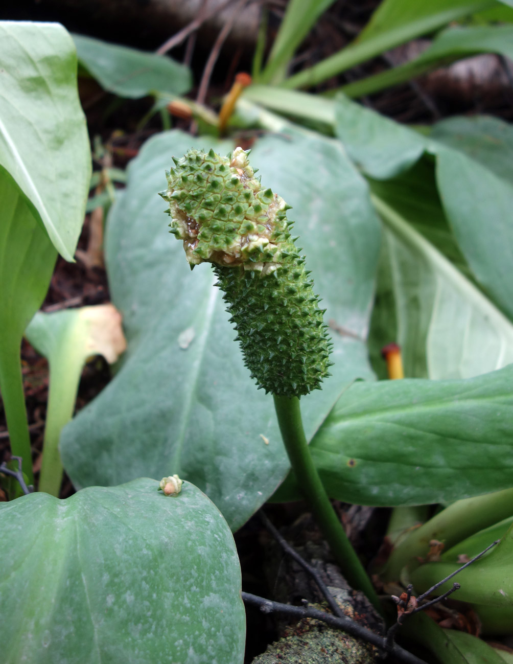 Image of Lysichiton camtschatcensis specimen.