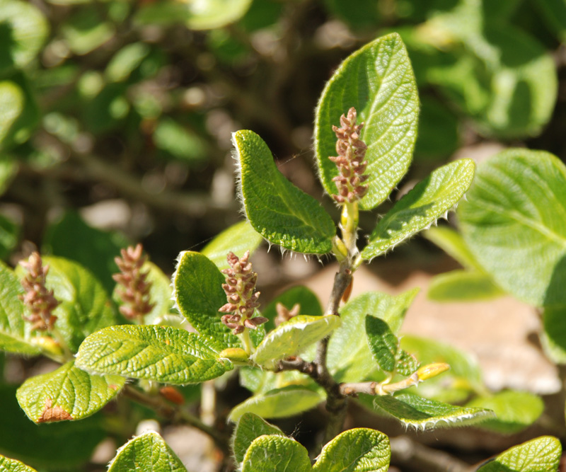 Image of Salix vestita specimen.