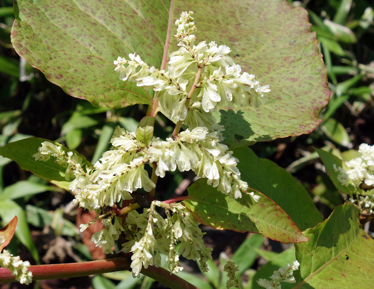 Изображение особи Reynoutria sachalinensis.