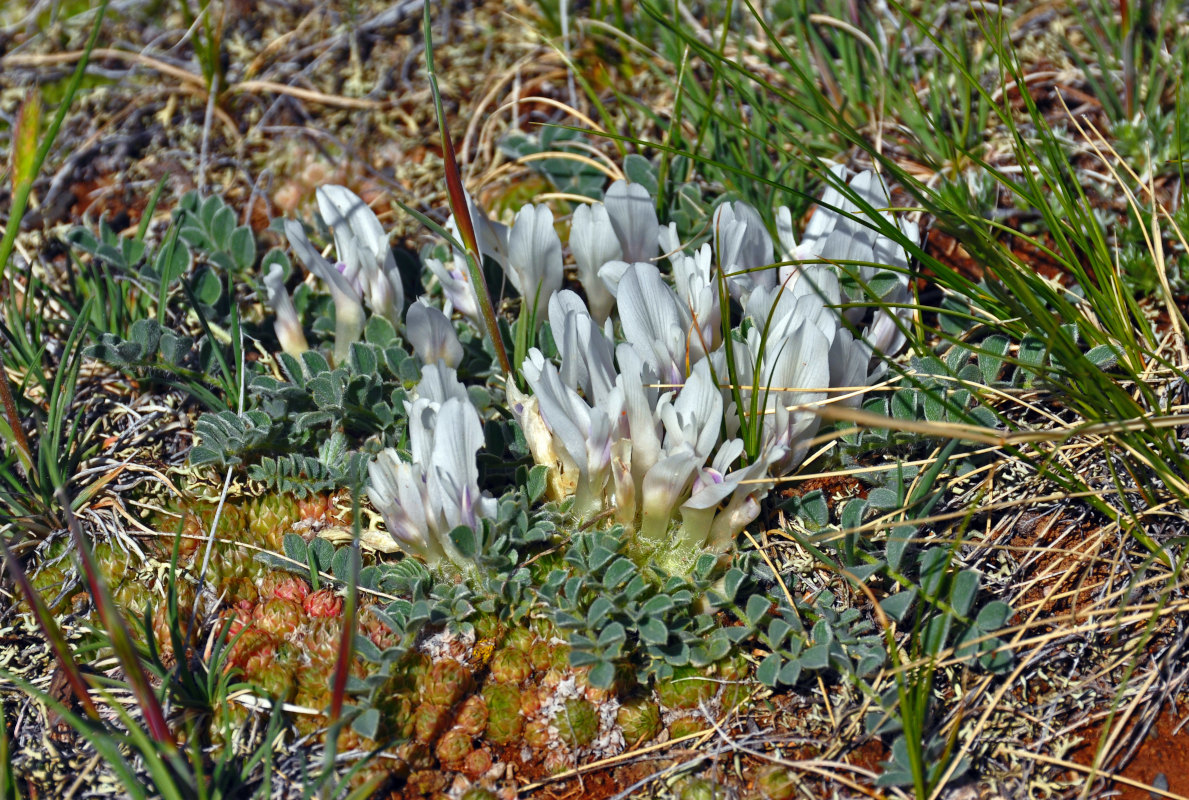 Изображение особи Astragalus hypogaeus.