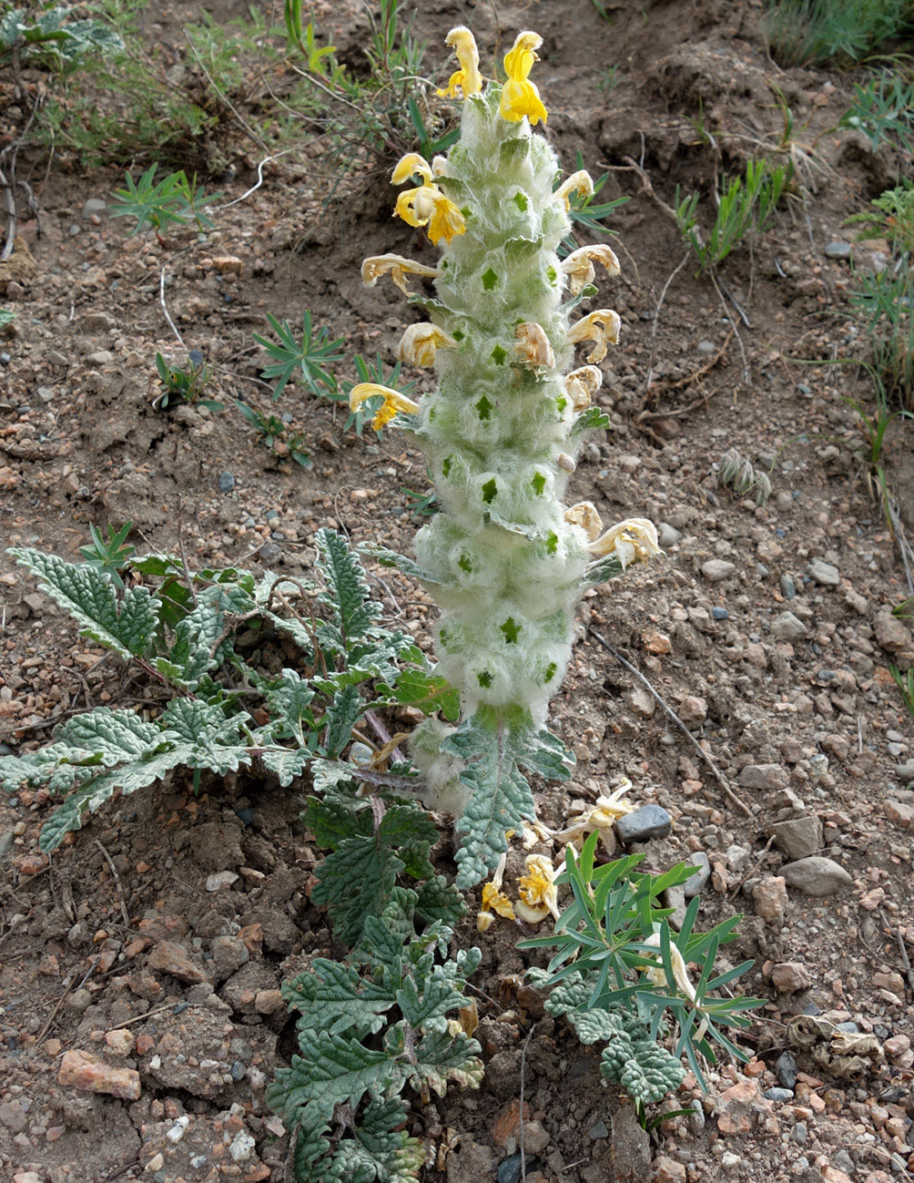 Изображение особи Phlomoides speciosa.