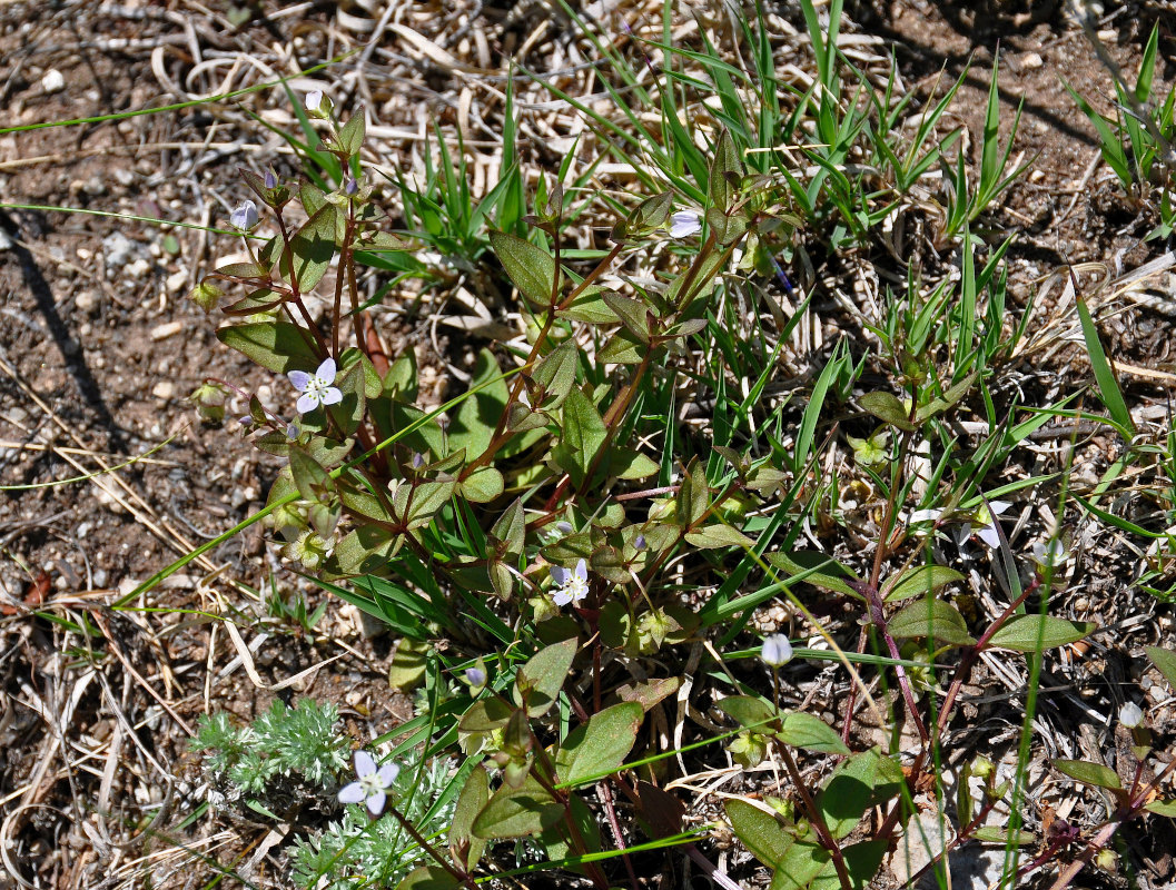 Изображение особи Anagallidium dichotomum.