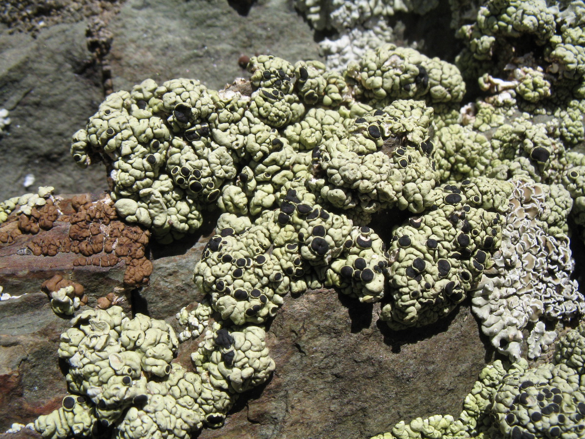 Image of Lecanora argopholis specimen.