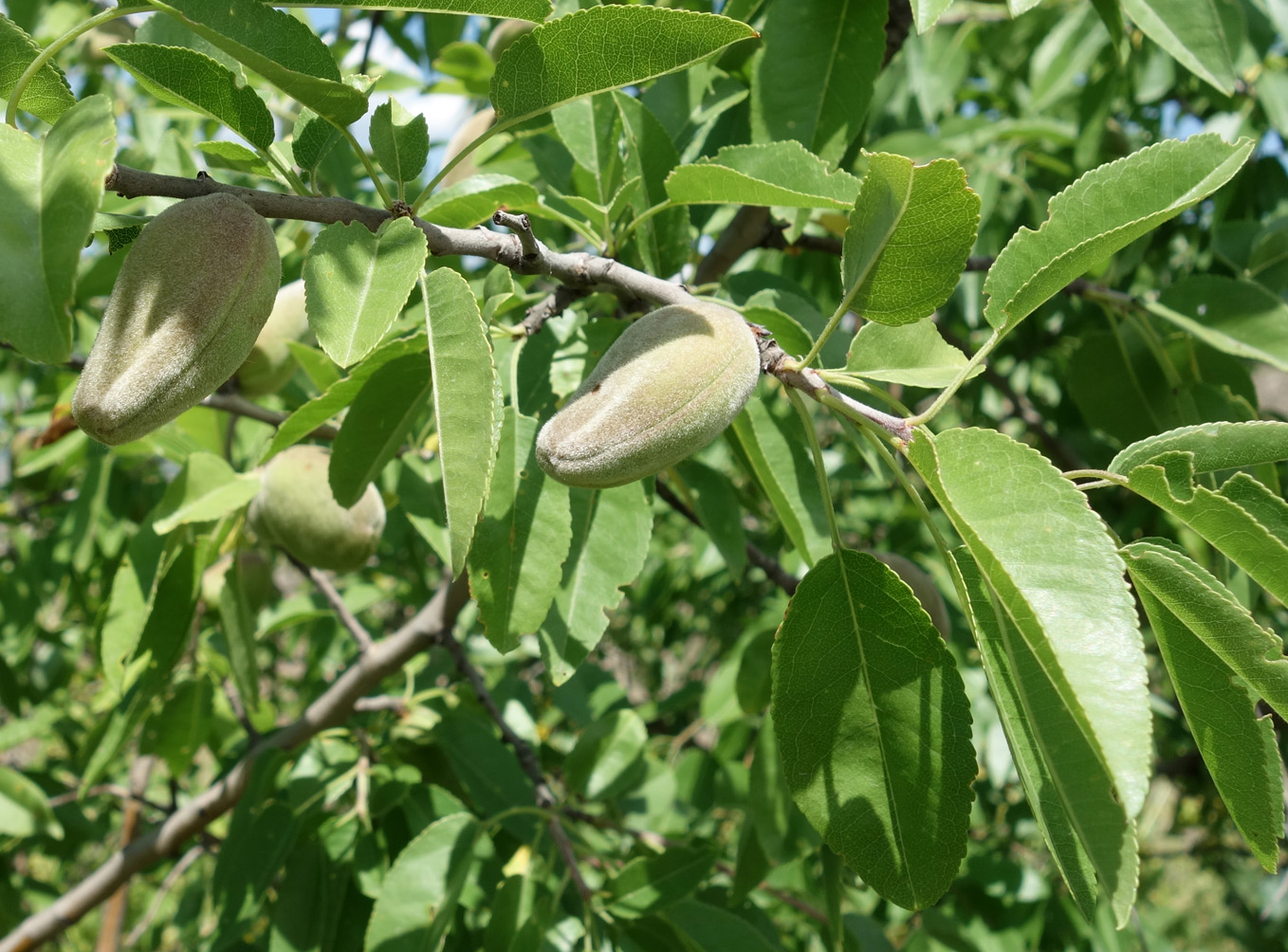 Изображение особи Amygdalus communis.