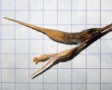 Trigonella gladiata