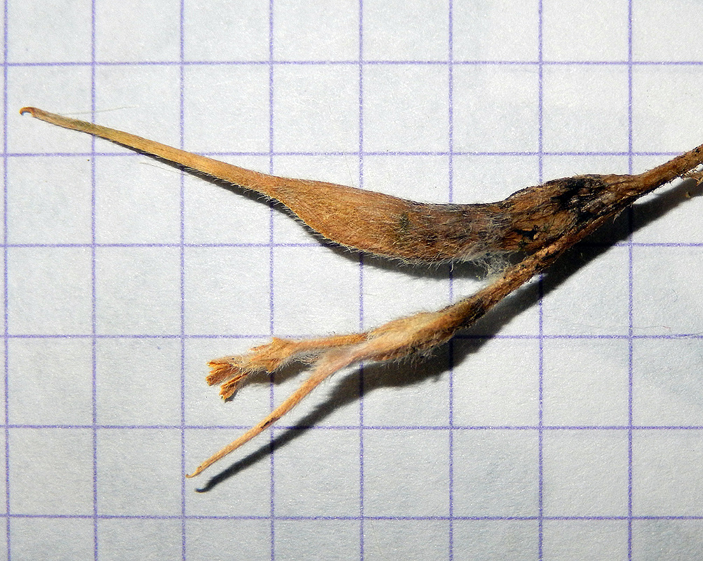 Image of Trigonella gladiata specimen.