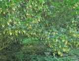 Enkianthus campanulatus. Цветущее растение. Польша, г. Рогов, арборетум, в культуре. 29.05.2018.
