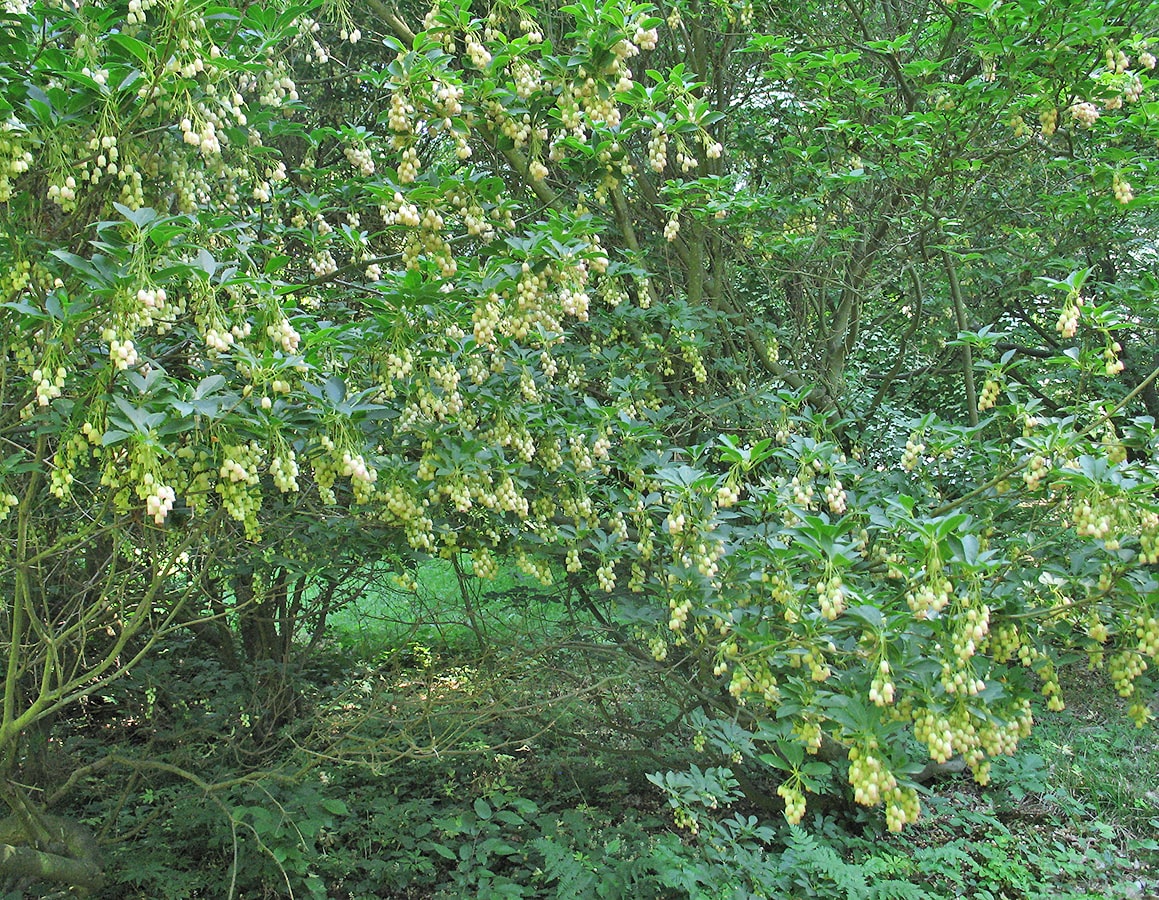 Image of Enkianthus campanulatus specimen.