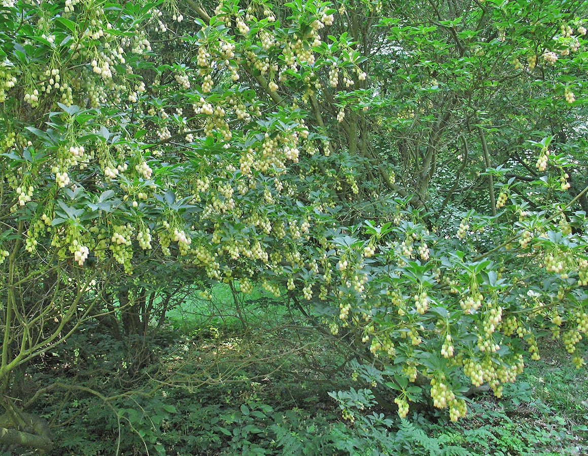 Изображение особи Enkianthus campanulatus.