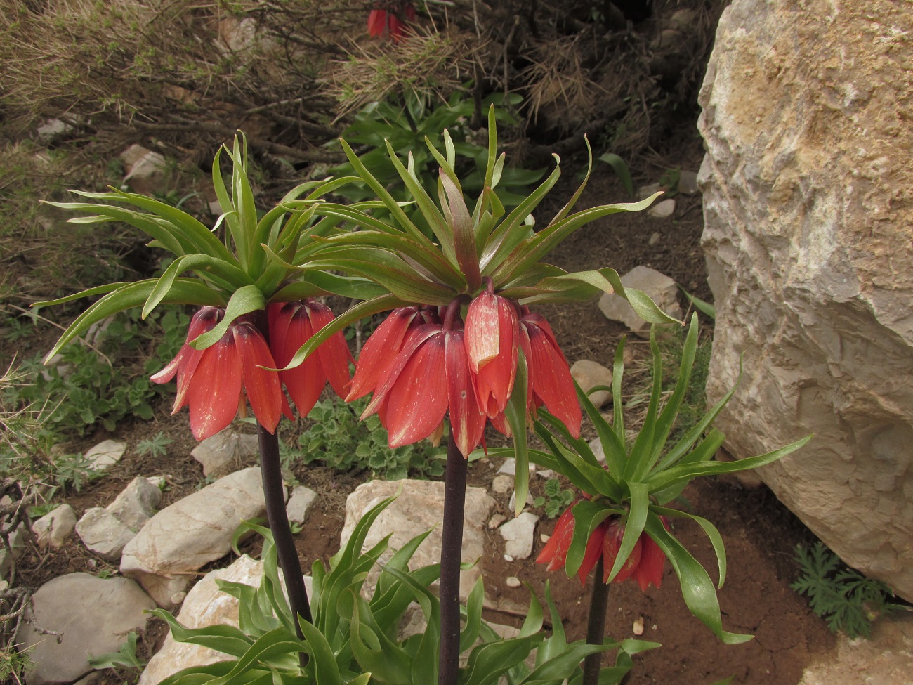 Изображение особи Fritillaria imperialis.