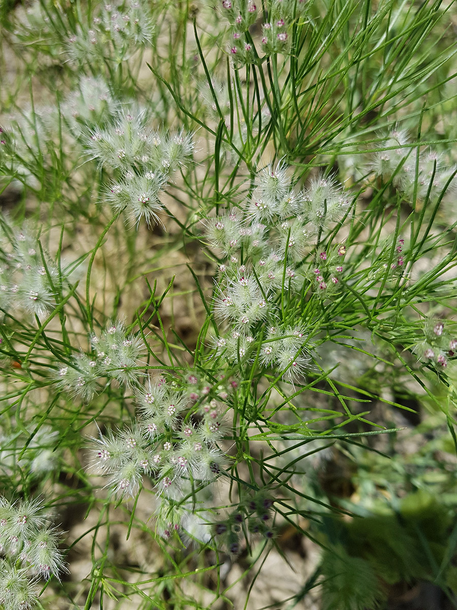 Image of Cuminum setifolium specimen.