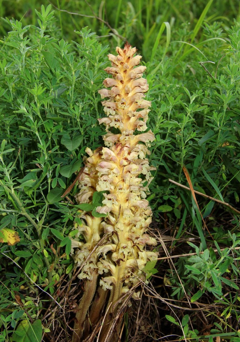 Изображение особи Orobanche lutea.