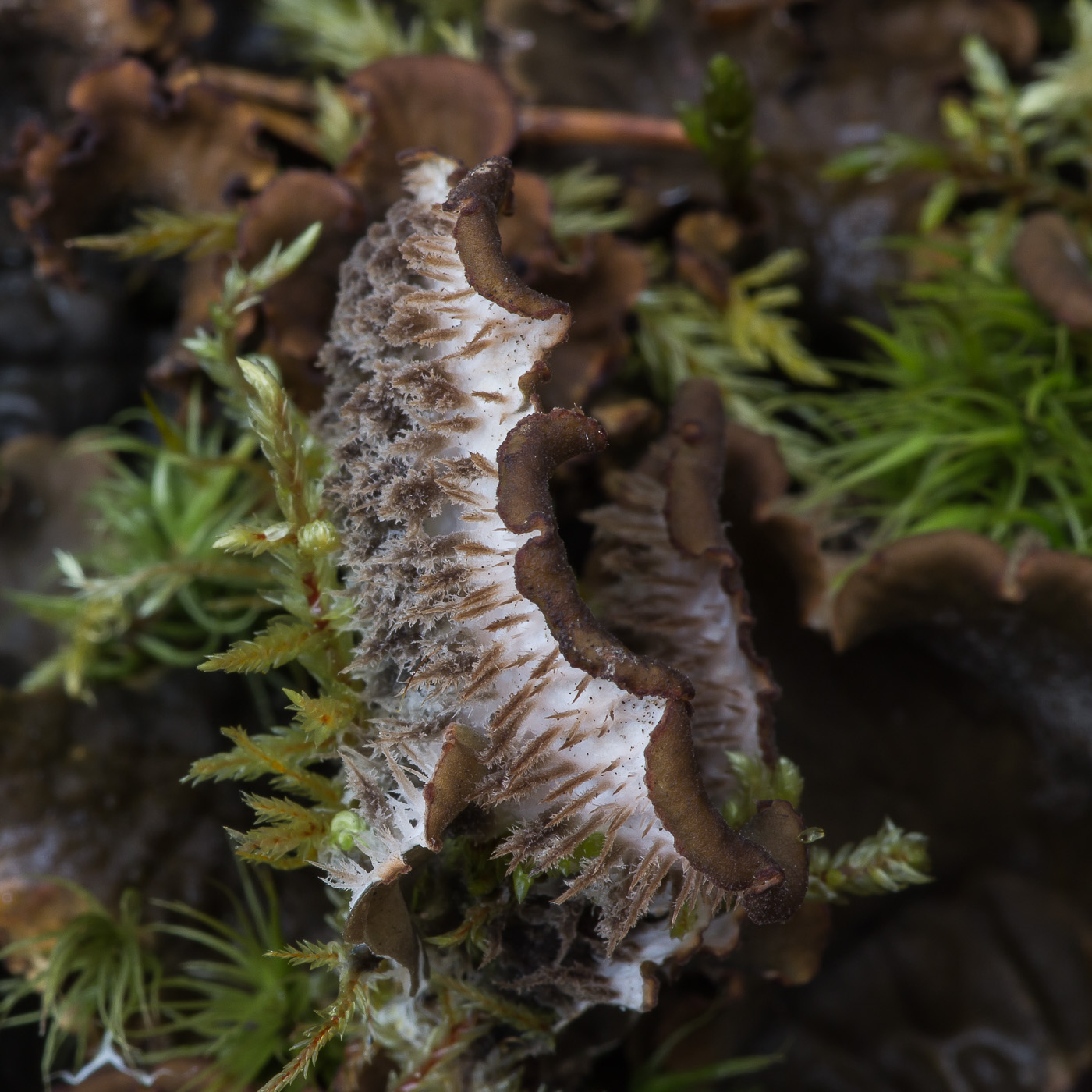 Image of genus Peltigera specimen.