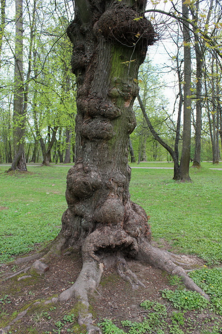 Image of Acer saccharinum specimen.