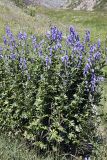 Aconitum talassicum. Цветущее растение. Южный Казахстан, Таласский Алатау.