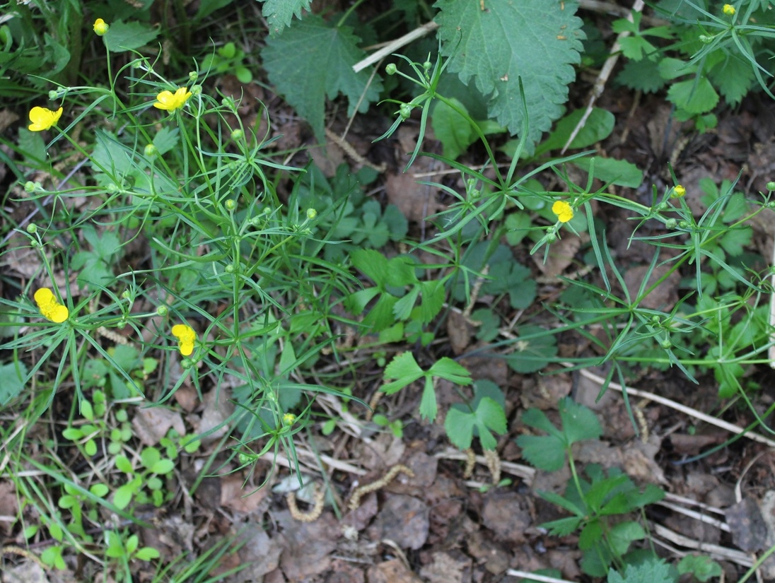 Image of Ranunculus auricomus specimen.