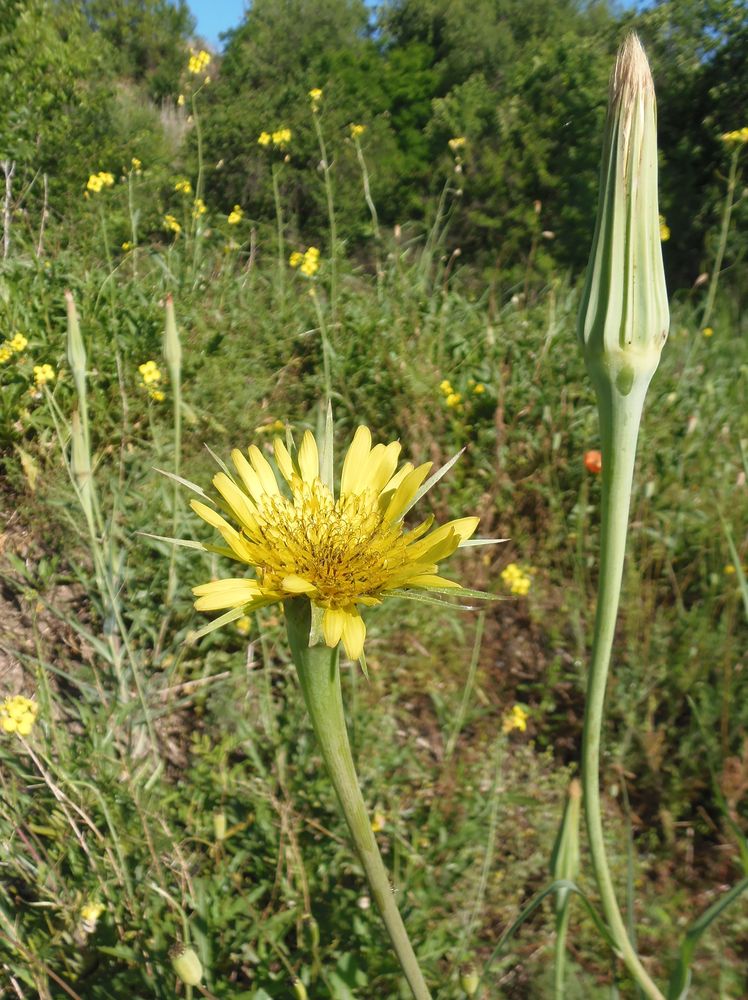 Image of Tragopogon dubius ssp. major specimen.