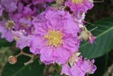 Lagerstroemia speciosa