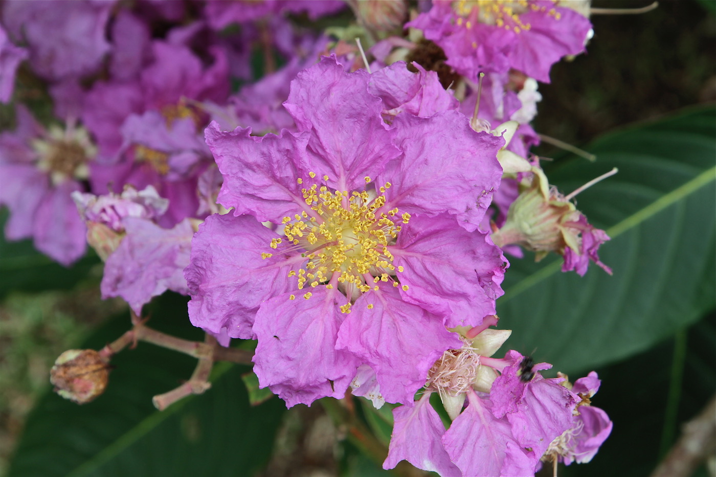 Изображение особи Lagerstroemia speciosa.