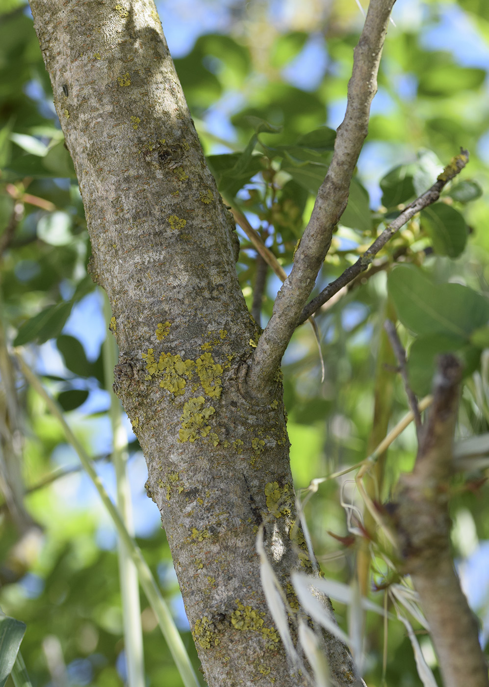 Image of Pistacia terebinthus specimen.