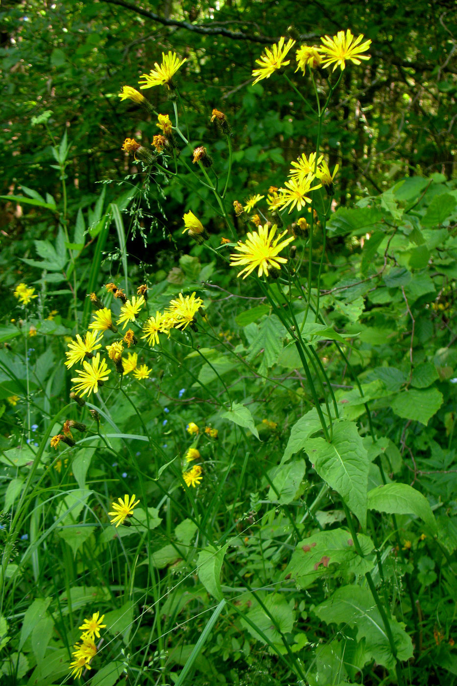 Image of Crepis paludosa specimen.