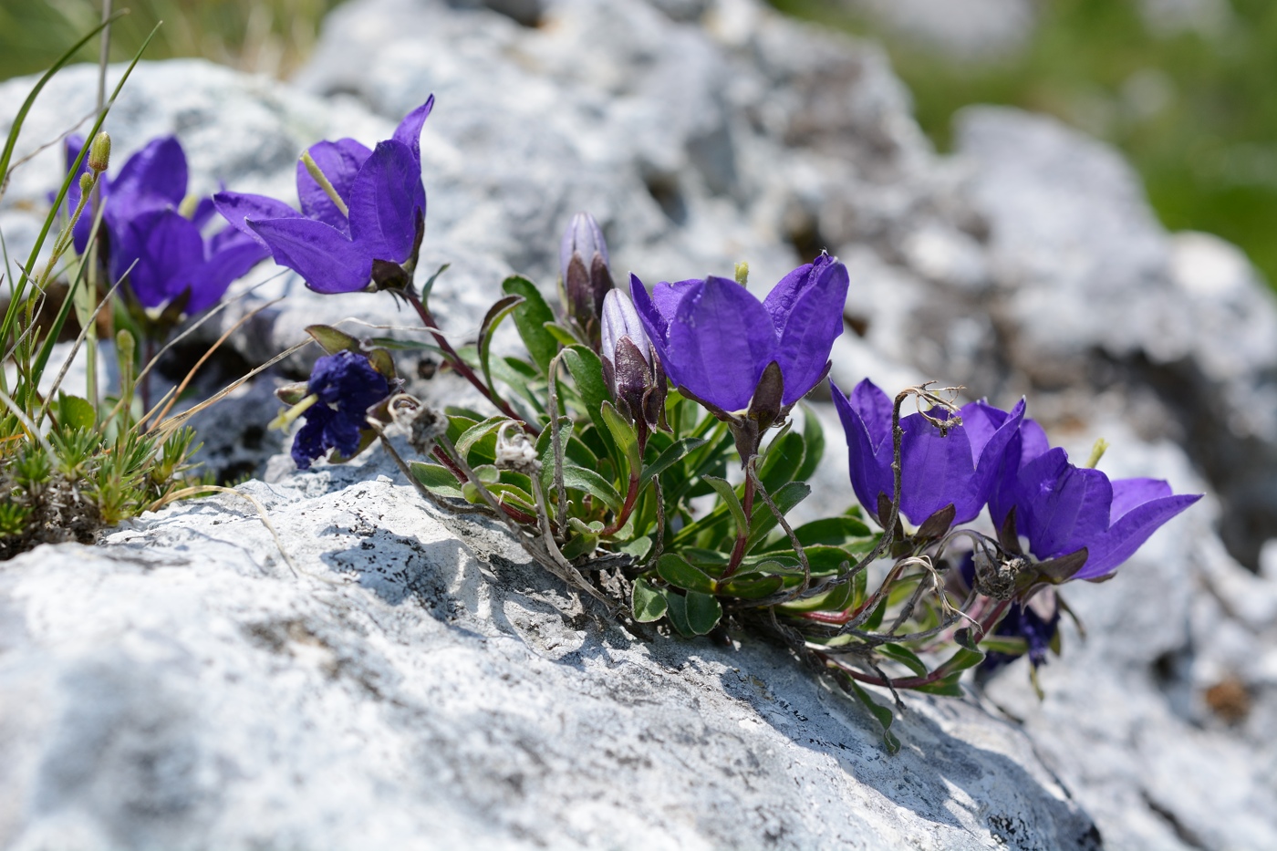 Изображение особи Campanula saxifraga.