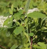 Rosa cinnamomea