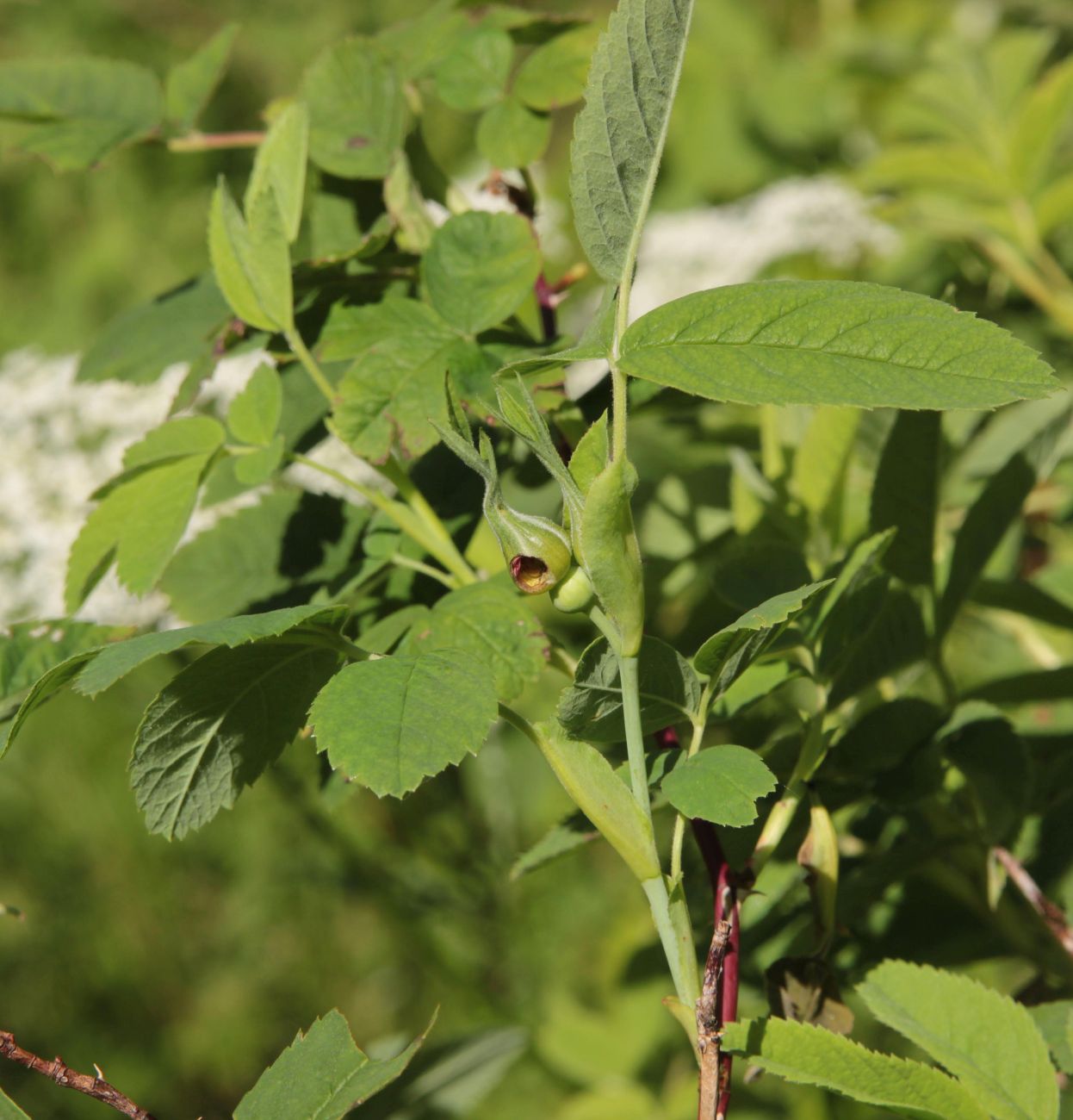 Изображение особи Rosa cinnamomea.