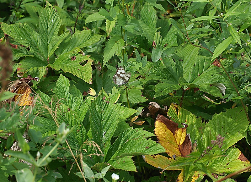 Изображение особи Filipendula glaberrima.