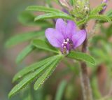 Cleome rubella