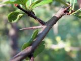 Crataegus monogyna