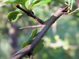 Crataegus monogyna