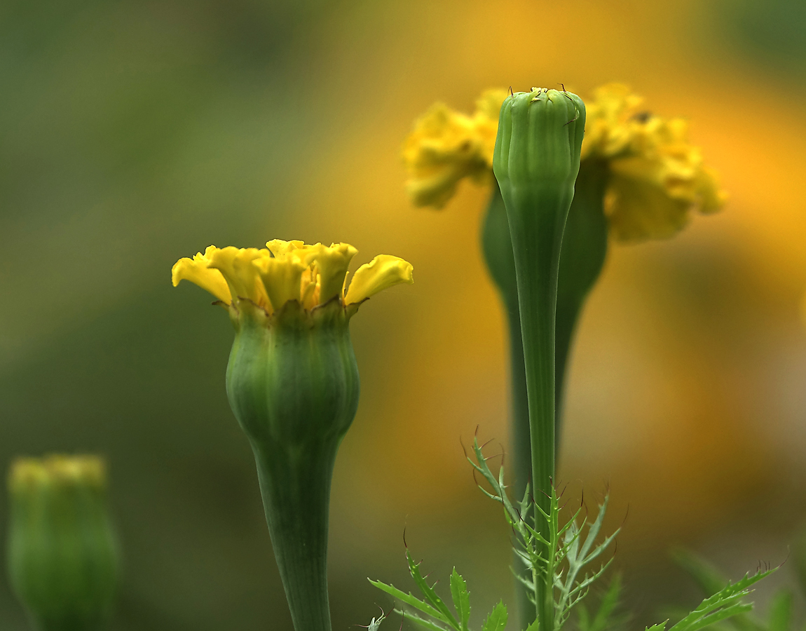 Image of Tagetes erecta specimen.