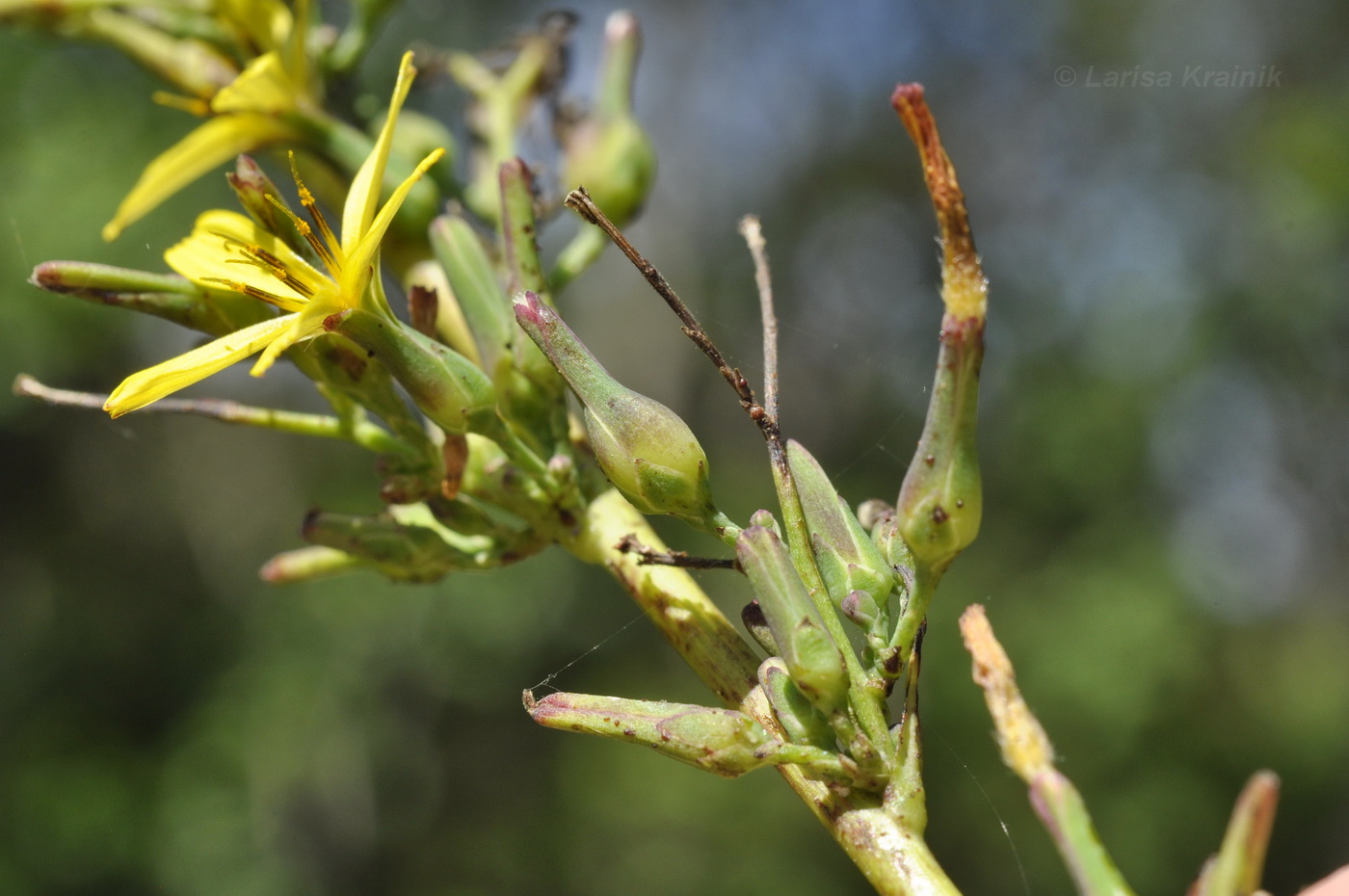 Image of Lactuca raddeana specimen.