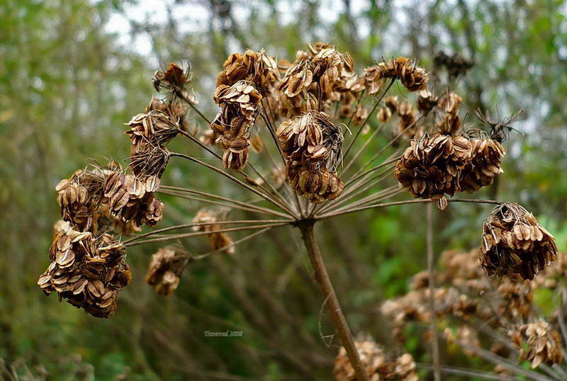 Image of Angelica sylvestris specimen.