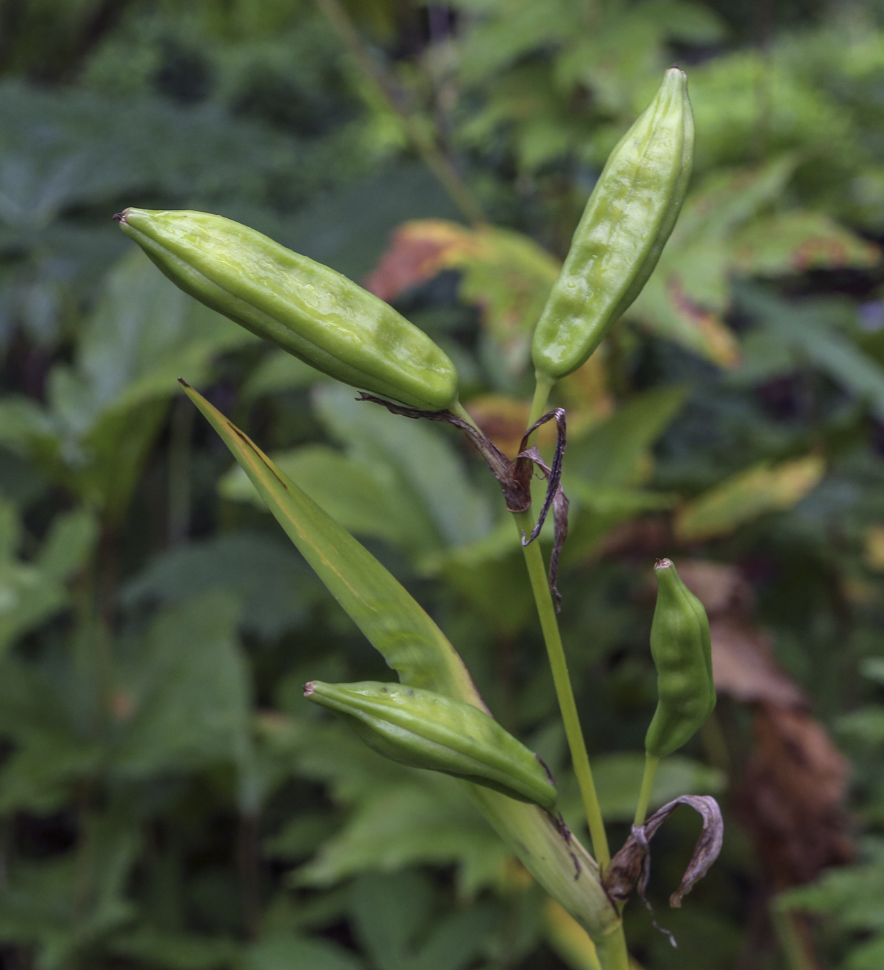 Изображение особи Iris pseudacorus.