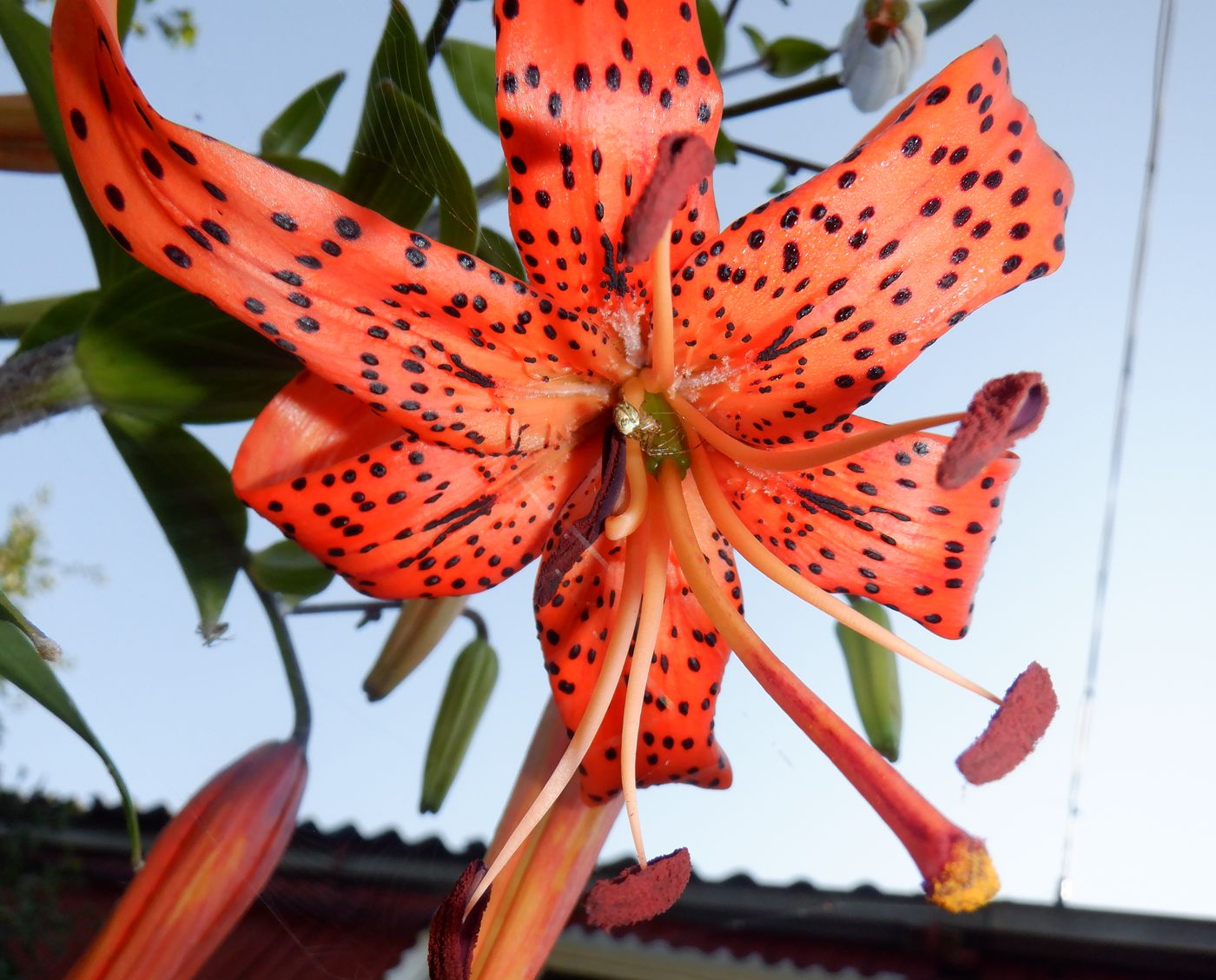 Image of Lilium lancifolium specimen.