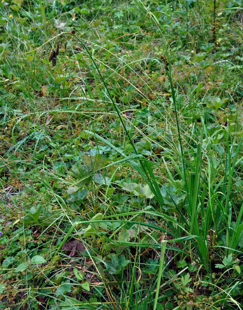 Image of Carex caucasica specimen.