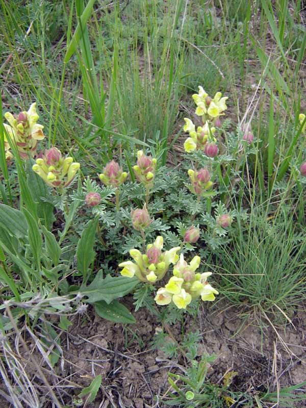 Изображение особи Scutellaria przewalskii.