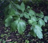 Fagus orientalis