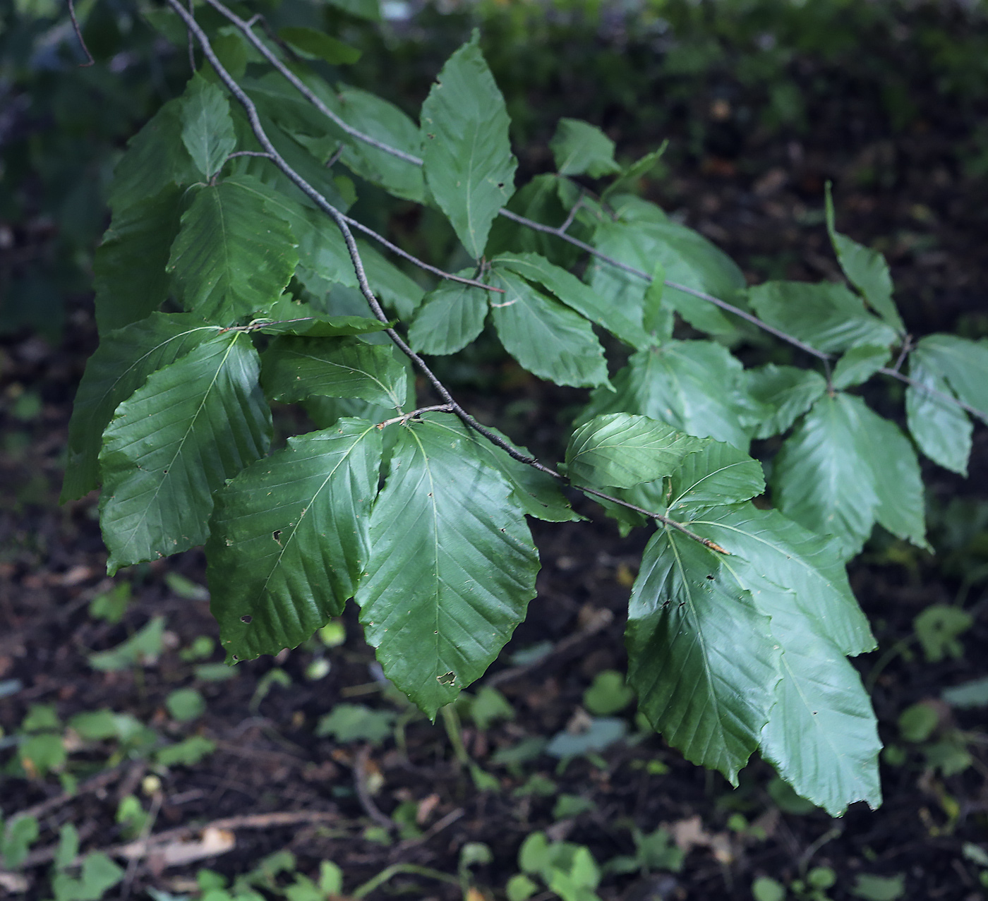 Изображение особи Fagus orientalis.