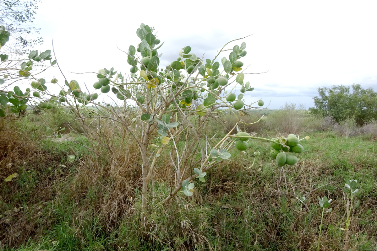 Изображение особи Calotropis procera.