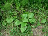 Plantago major. Плодоносящее растение. Иркутская обл., Иркутский р-н, ур. Падь Еловая, смешанный лес, у лесного ручья. 20.07.2020.