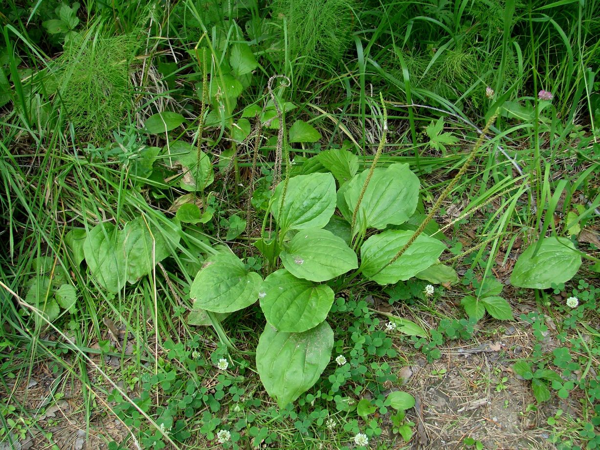 Изображение особи Plantago major.