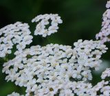 Achillea millefolium