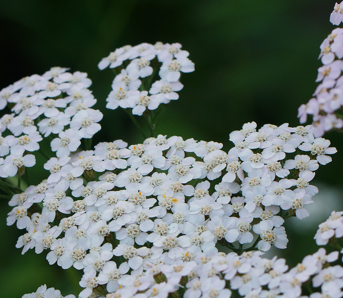 Изображение особи Achillea millefolium.