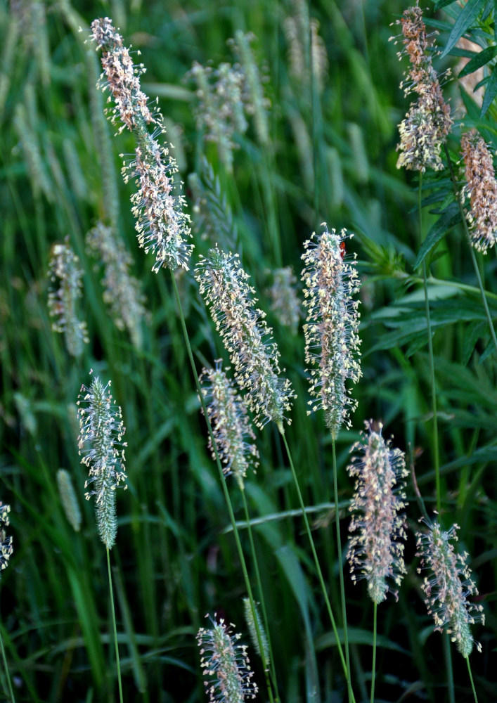 Image of Phleum pratense specimen.